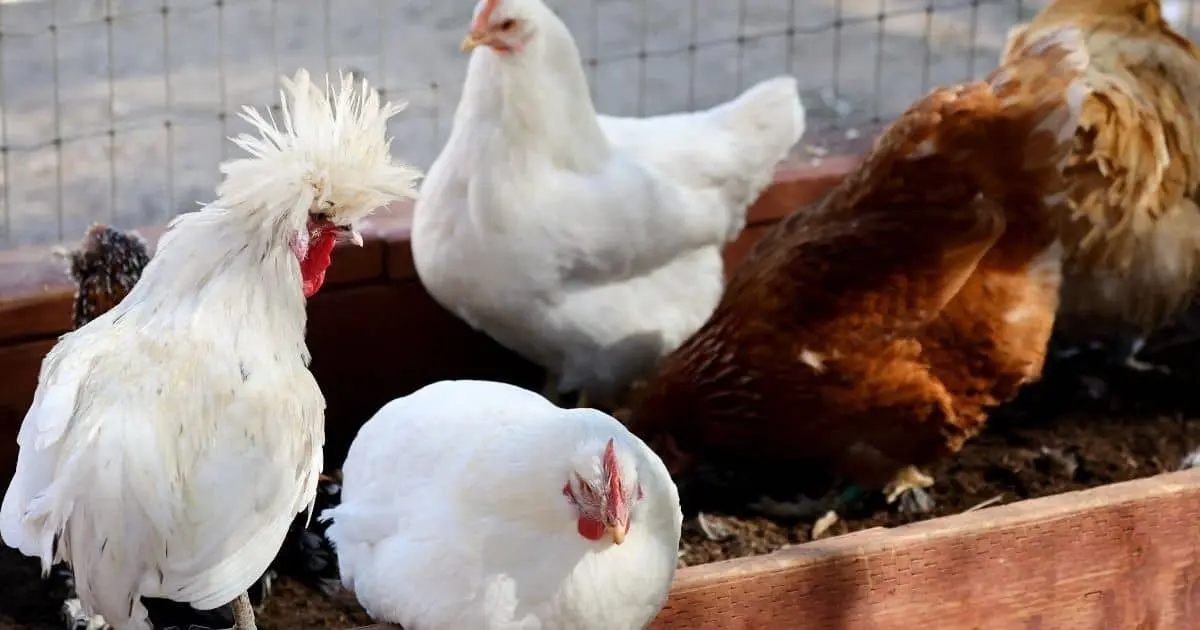 Sacrifican a 600 mil aves por gripe aviar