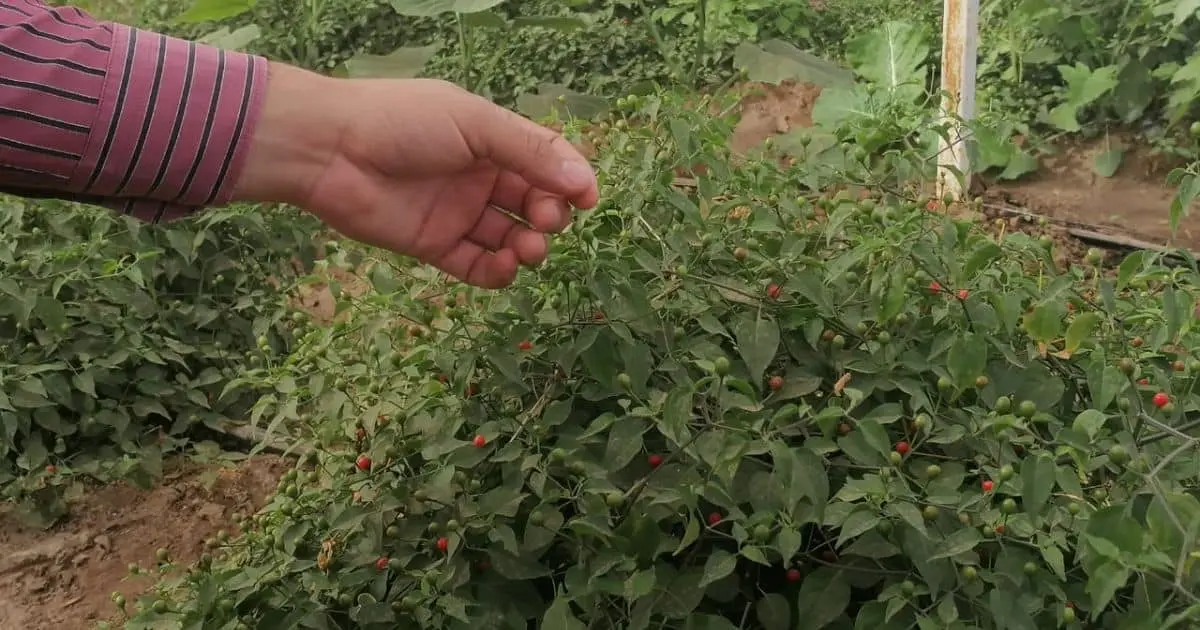 Trabajan nueva variedad de chiltepín en la UTE