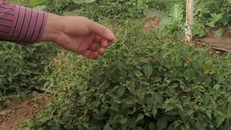 Fotos: Jonathan Castellón/EXPRESO.