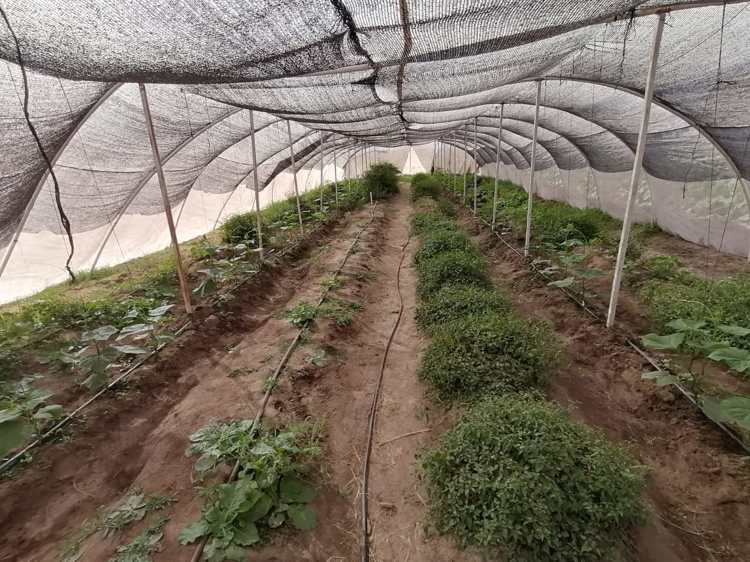 Trabajan nueva variedad de chiltepín en la UTE