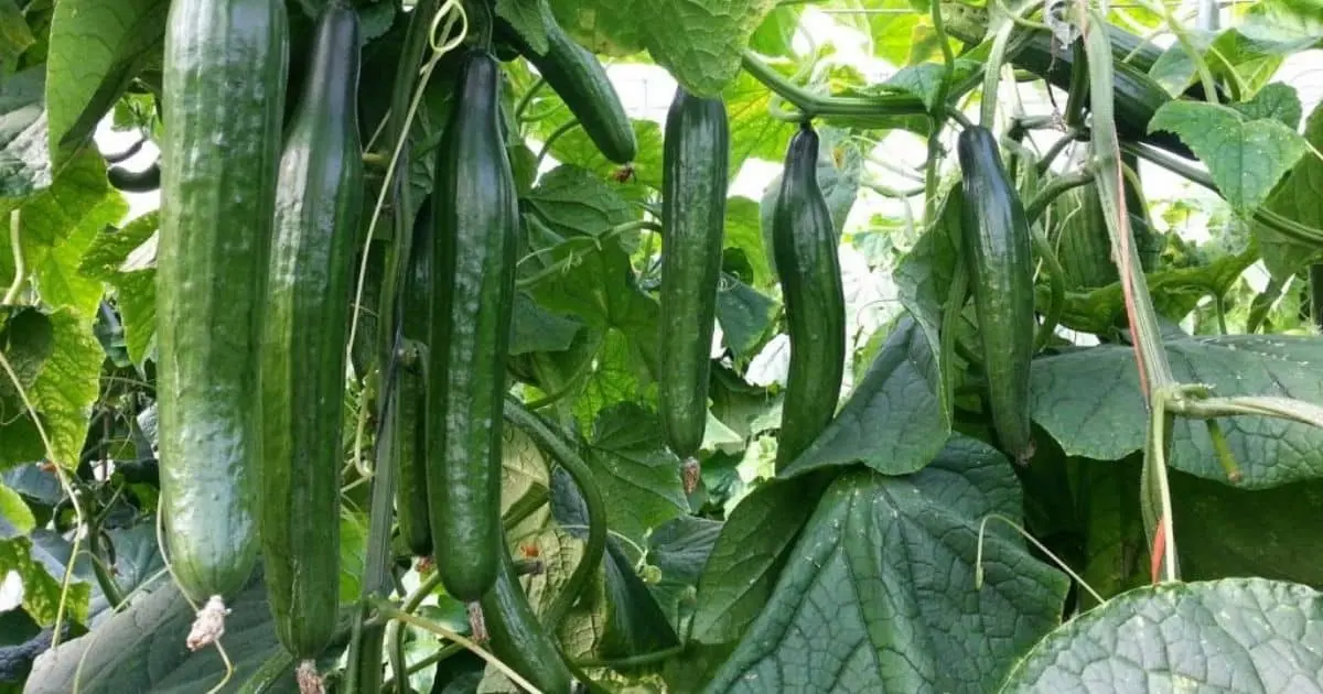 Bajas temperaturas dañan el cultivo al sur de Sonora