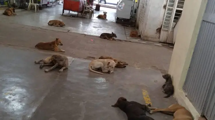 Foto: Jonathan Castellón/ EXPRESO