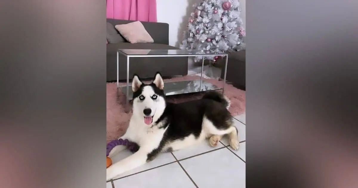 Solicita cajemense ayuda para localizar a perro husky René