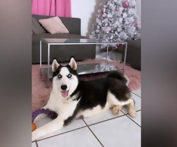 Solicita cajemense ayuda para localizar a perro husky René