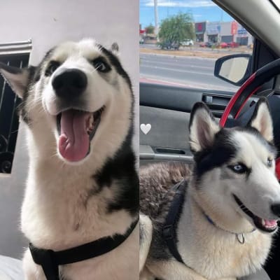 Solicita cajemense ayuda para localizar a perro husky René