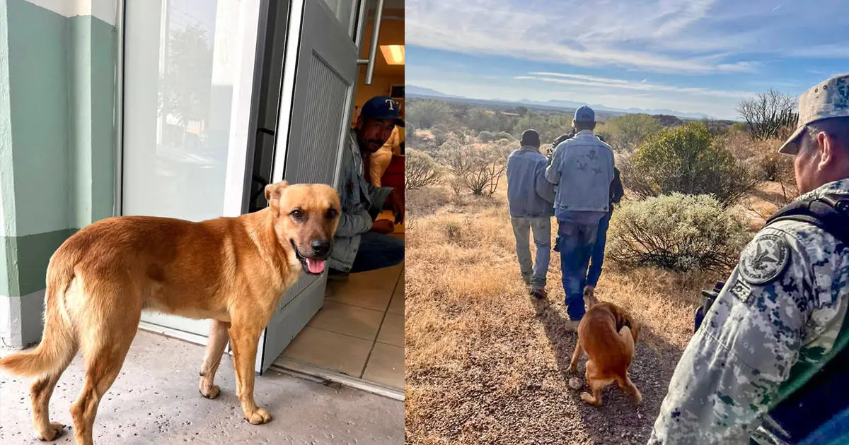 Él es Palomo, perrito que encontró a su desaparecido dueño, Don Goyo