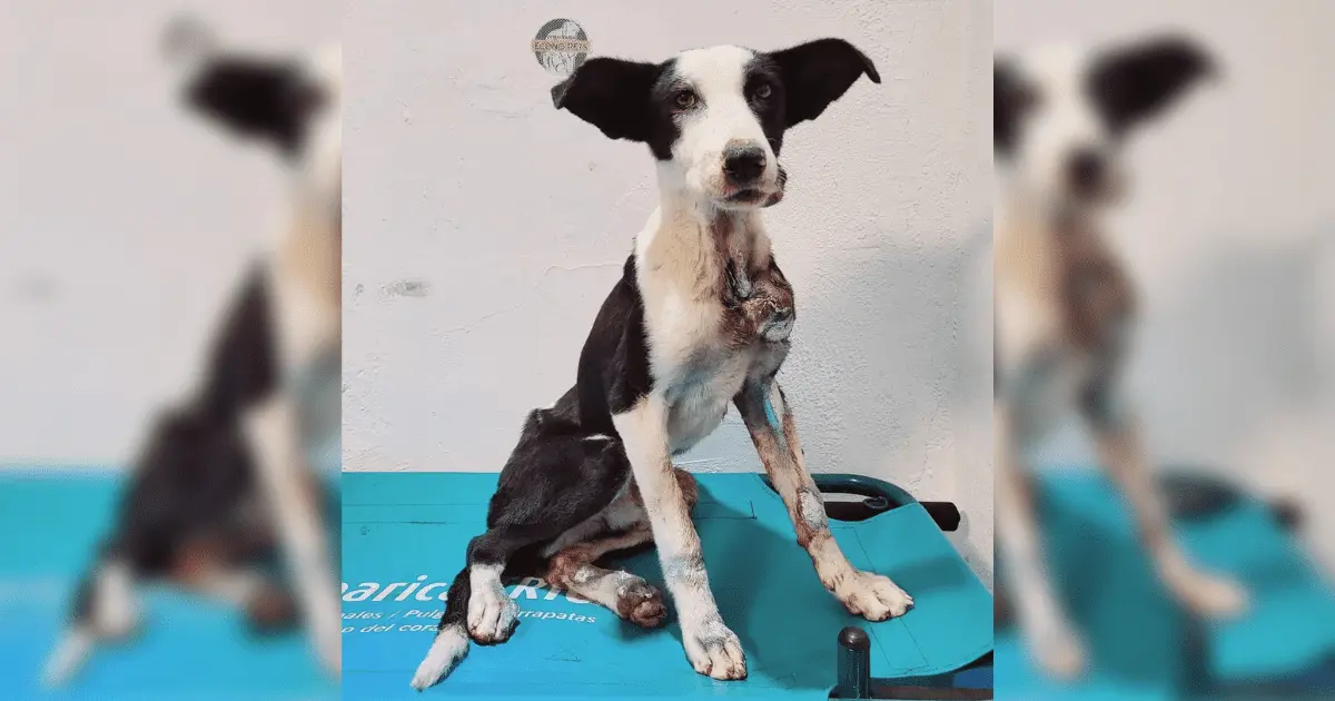 Zorrillo, el perrito que fue arrastrado por Empalme, se encuentra estable