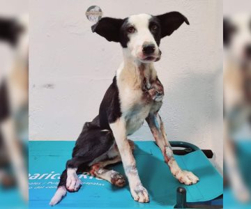 Zorrillo, el perrito que fue arrastrado por Empalme, se encuentra estable