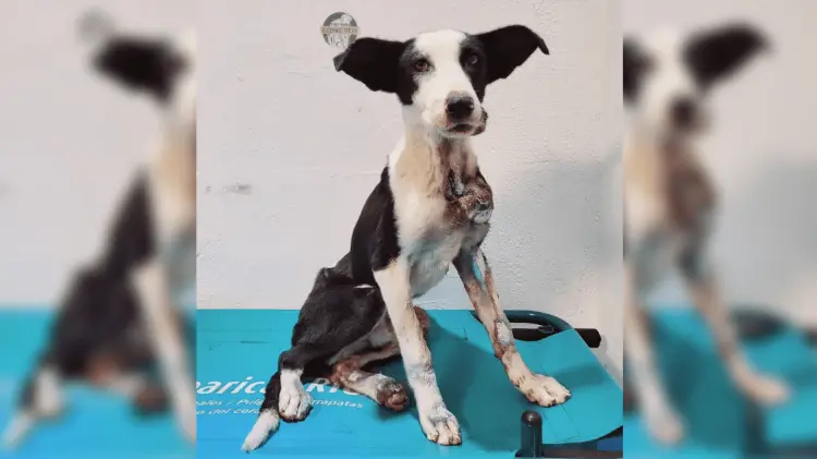 Foto: Misión 4 Patas.