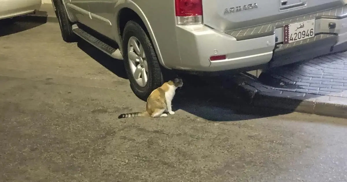 Qatar presenta sobrepoblación de gatos