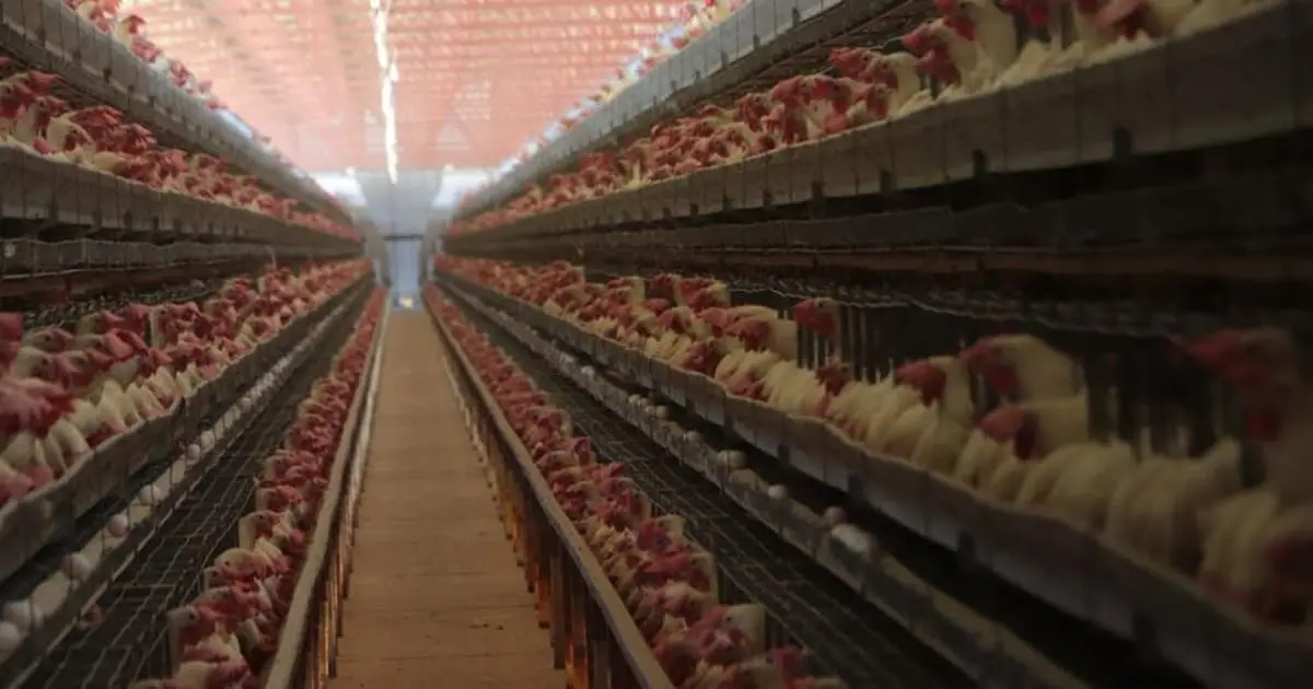 Piden productores no utilizar vacunas contra gripe aviar