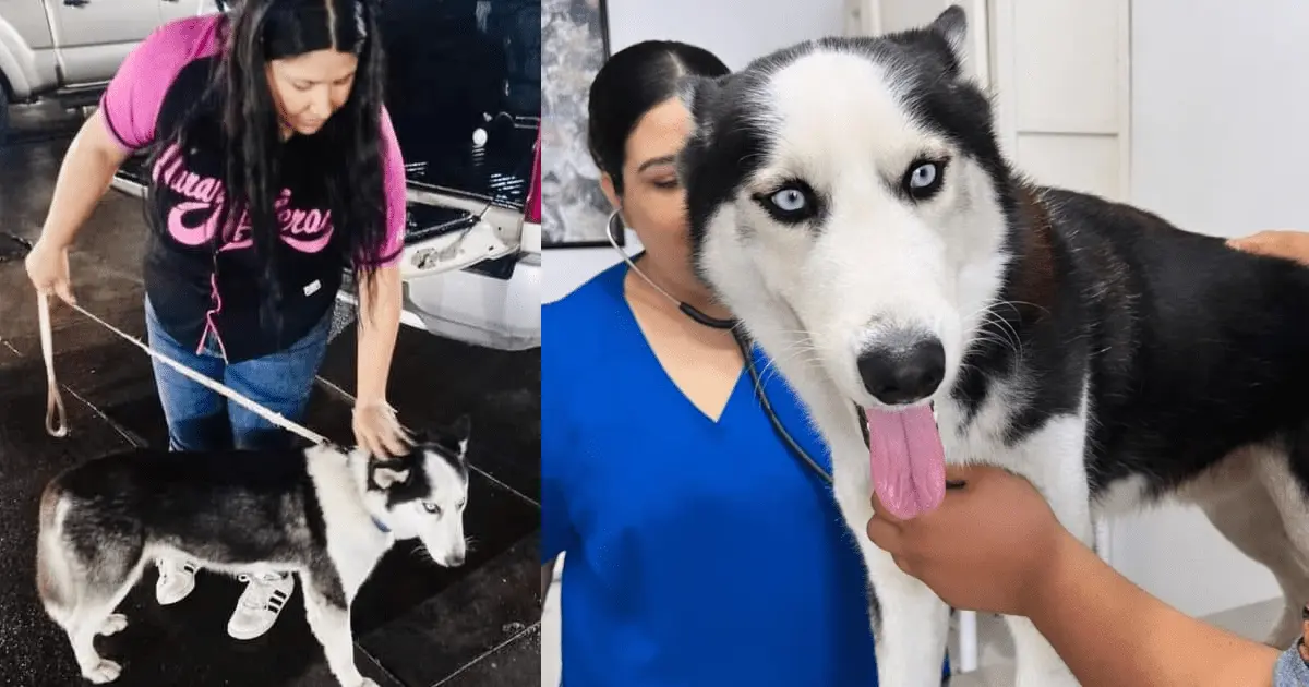 René, perrito desaparecido tras accidente, fue localizado sano y salvo