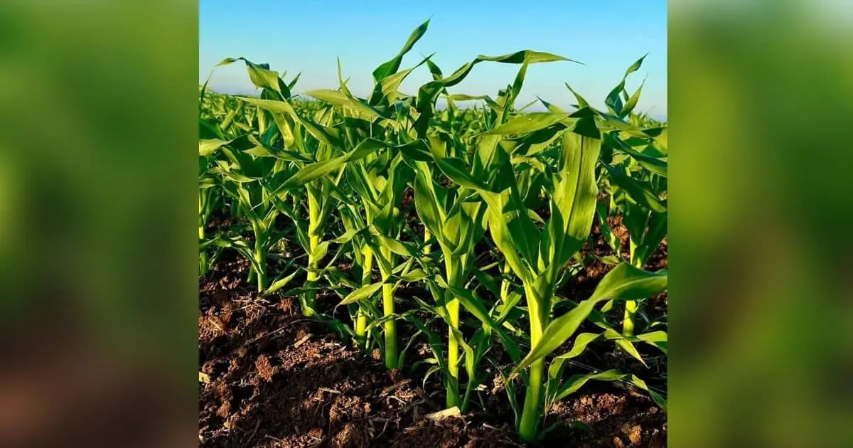 Crisis económica por pandemia afecta siembra de hortalizas en Navojoa
