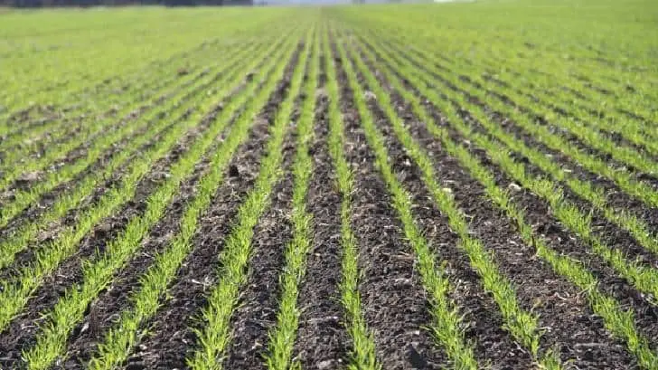 Sólo sembrarán 55% de la superficie del Valle del Mayo. (Foto: Especial/EXPRESO).