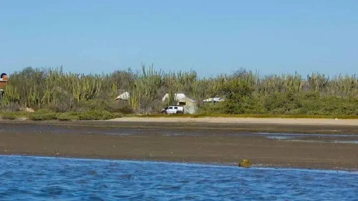 Cocodrilo de más de 2 metros es visto en playas de Huatabampo 