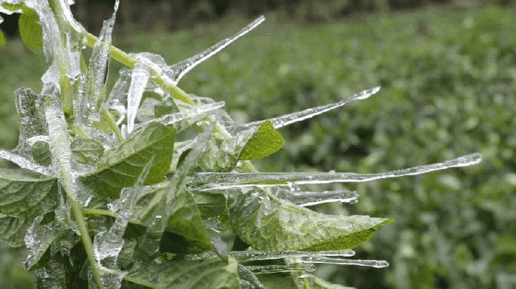 Emite CEPC recomendaciones a productores y ganaderos por bajas temperaturas