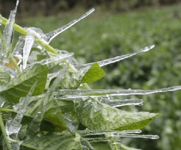 Emite CEPC recomendaciones a productores y ganaderos por bajas temperaturas