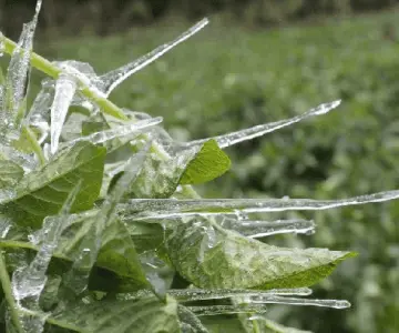 Emite CEPC recomendaciones a productores y ganaderos por bajas temperaturas