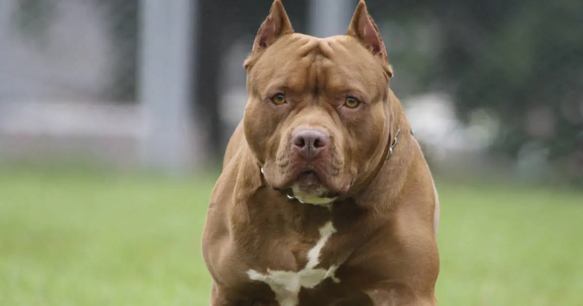 Perros pitbull atacan a anciana cuando regaba su jardín en Yucatán