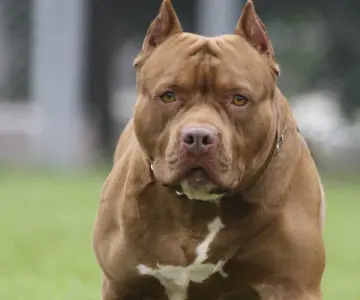 Perros pitbull atacan a anciana cuando regaba su jardín en Yucatán