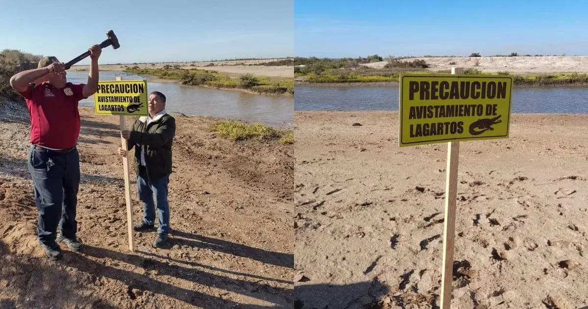 Alertan por avistamiento de cocodrilos en Huatabampo