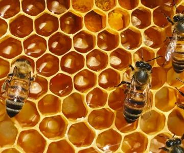 Diseñan colmenas inteligentes para reducir mortalidad de las abejas