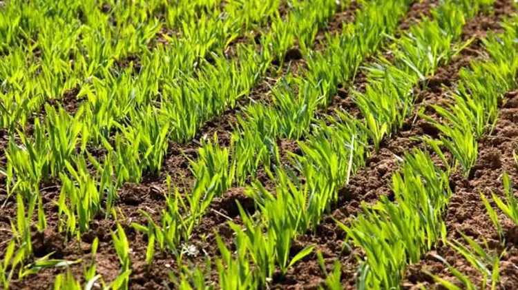 Foto: Ana Camargo/ EXPRESO