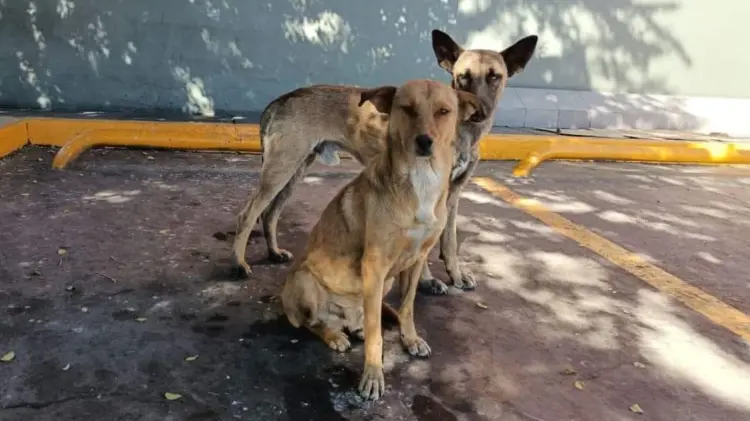 Foto: Especial/EXPRESO.