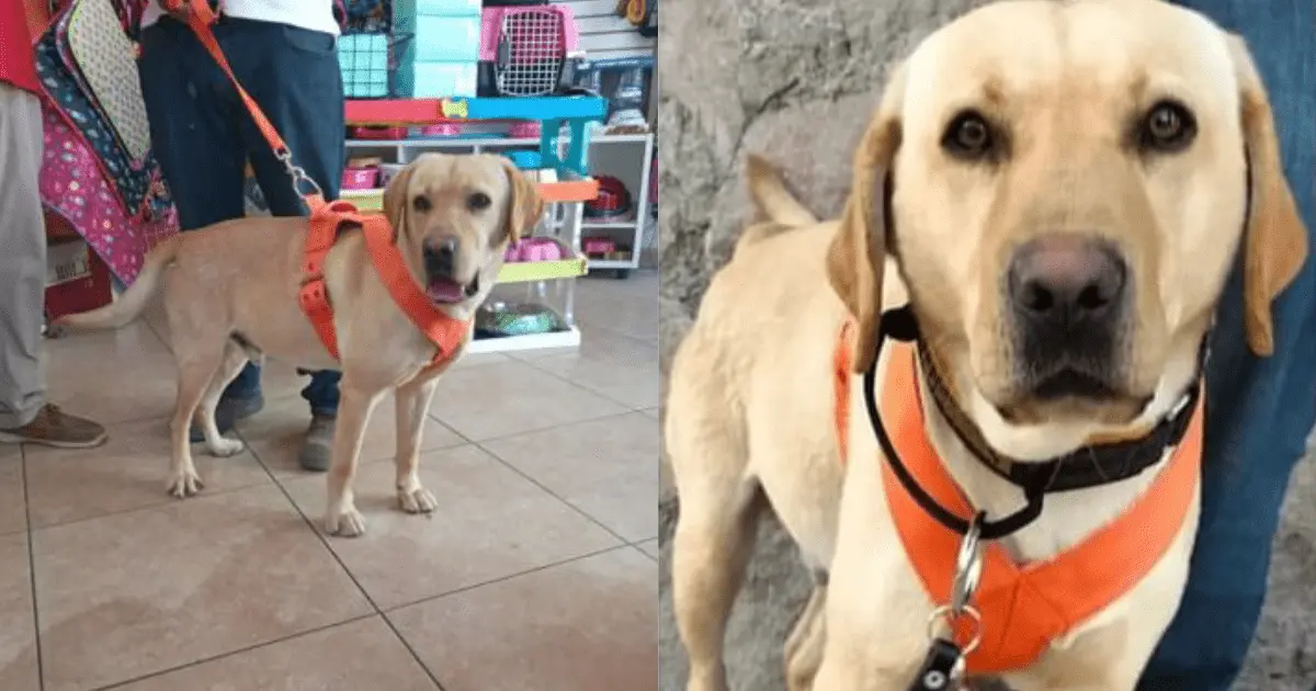 Solventan gastos de atención médica de Bongo, el perro buscador