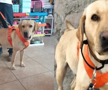 Solventan gastos de atención médica de Bongo, el perro buscador