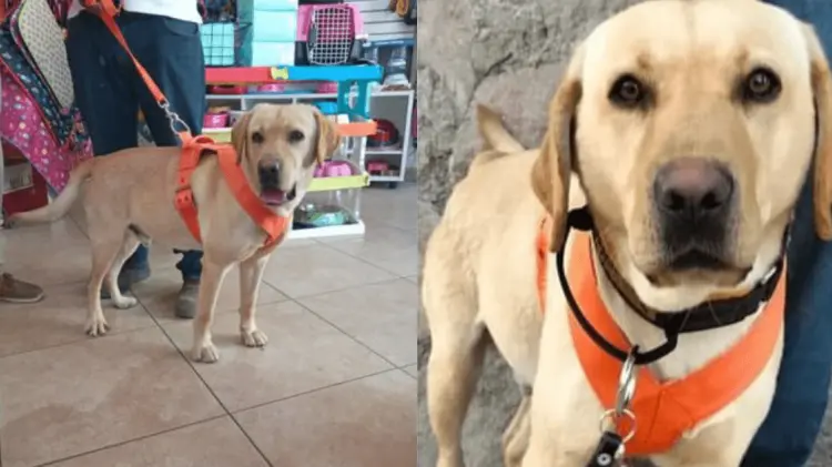 Bongo, el perro buscador. (Foto: Cortesía)