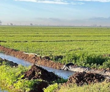 Frío al sur de Sonora fortalece el crecimiento de trigo