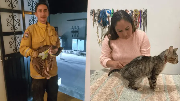 El gatito fue reportado fuera de peligro. (Fotos: Cortesía)
