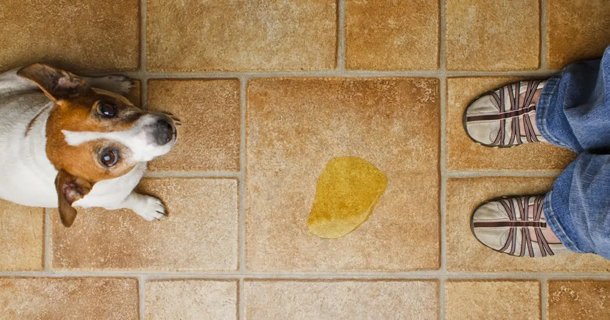 Por esta razón no debes usar cloro para limpiar la orina de tus mascotas