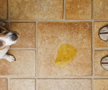 Por esta razón no debes usar cloro para limpiar la orina de tus mascotas