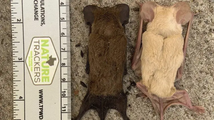 Foto: Especial/ EXPERTO