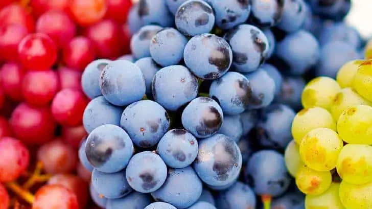 Precio de la uva se dispara previo al brindis de fin de año
