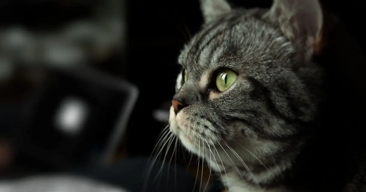 Confirman caso de rabia transmitida de gato a ser humano en Nayarit