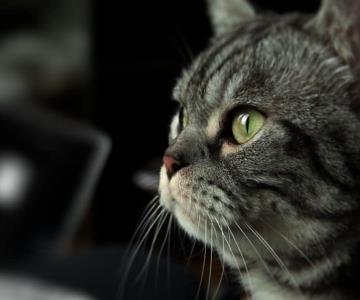 Confirman caso de rabia transmitida de gato a ser humano en Nayarit