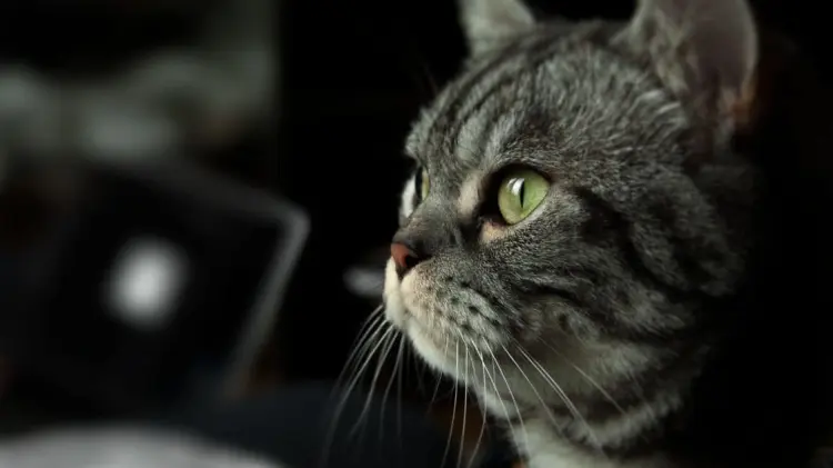 Foto: Especial/EXPRESO.