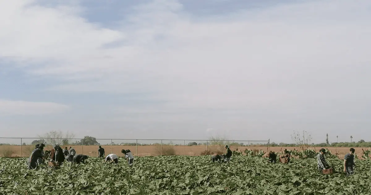 2022, un año crítico para los jornaleros del sur de Sonora