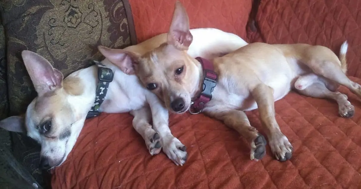 Aumentan ventas de relajantes para perros a fin de año