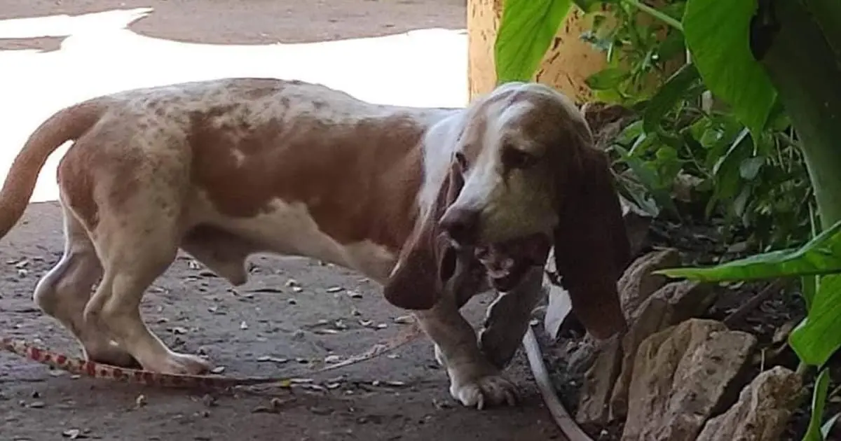 Lamentan navojoenses extravíos y lesiones en perros por pirotecnia