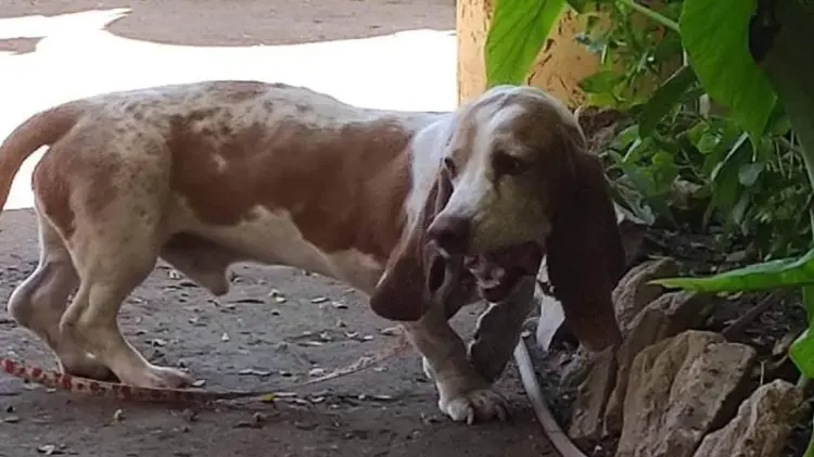 Foto: Jonathan Castellón/ EXPRESO