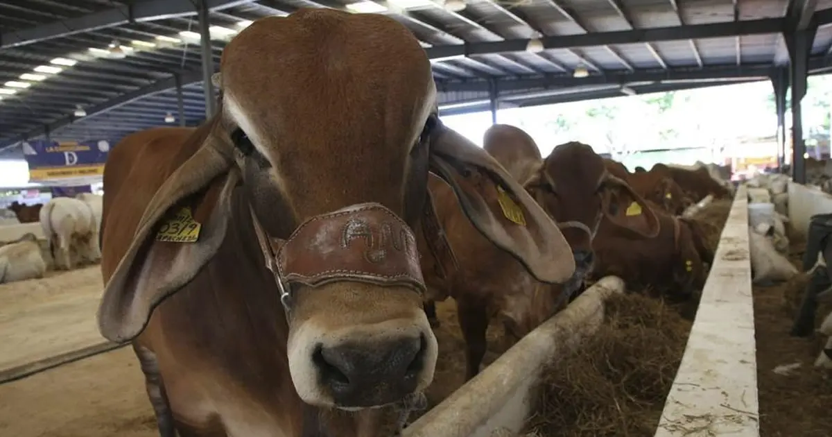 Atienden epidemia bovina