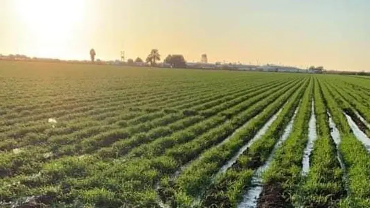 Sonora y México inician el ciclo agrícola 2025 con buenas perspectivas. (Foto: Especial / EXPRESO)