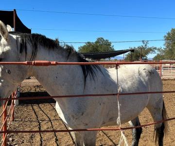 Epidemia bovina ha infectado al menos dos caballos en Cajeme