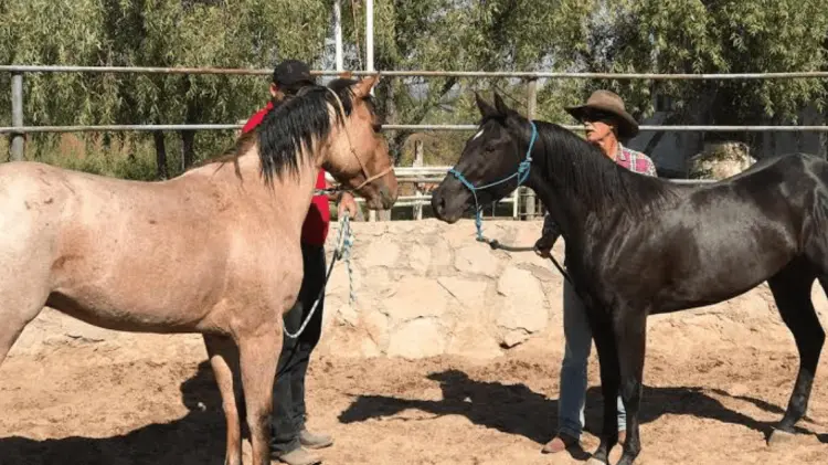 Existen dos casos confirmados en Sonora. (Foto: Especial/EXPRESO)