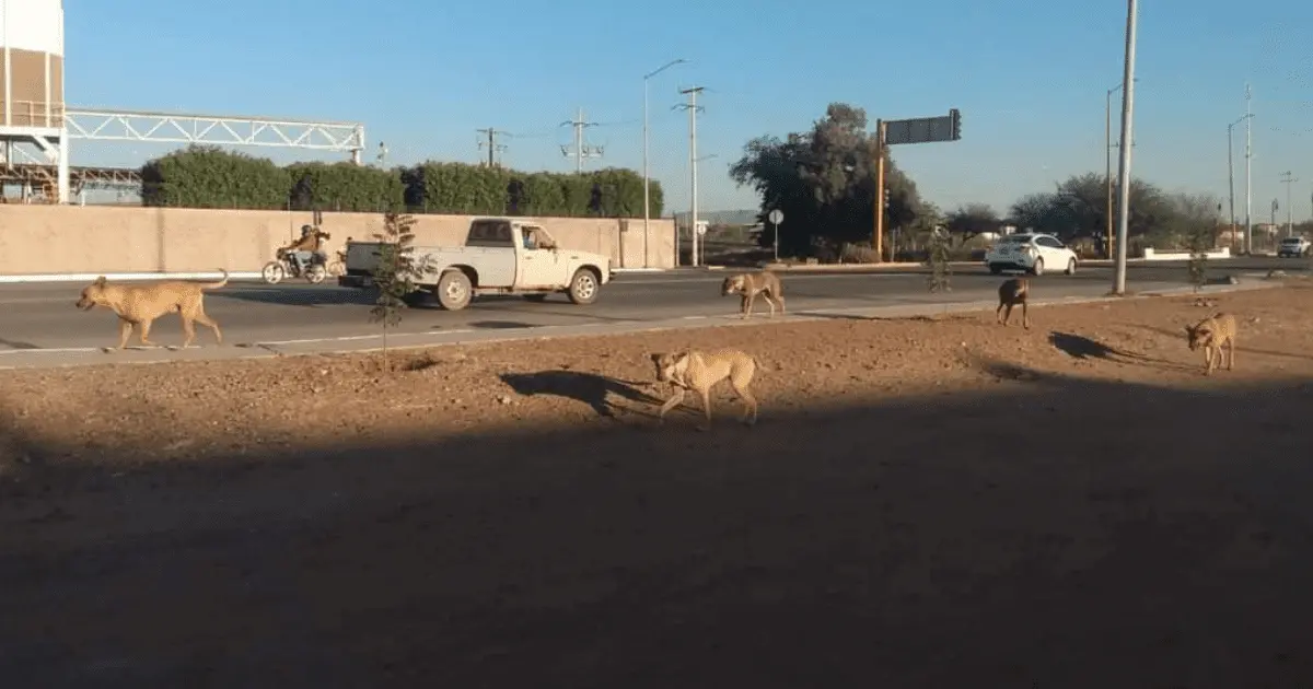 Descartan casos de rabia en Navojoa