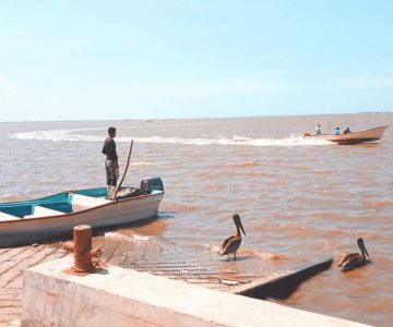 Tiburón acaba con la vida de un pescador en Benito Juárez